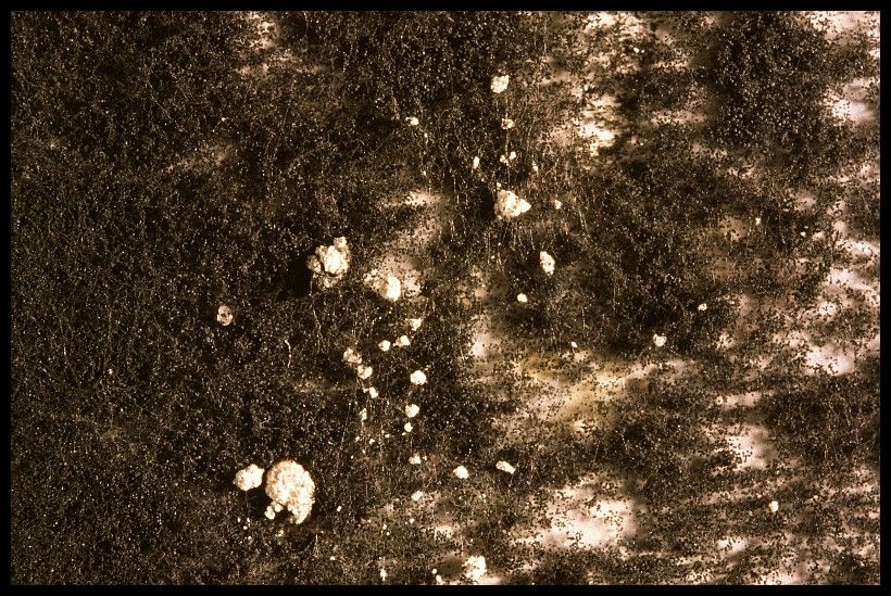 Fl&auml;che mit Schimmel