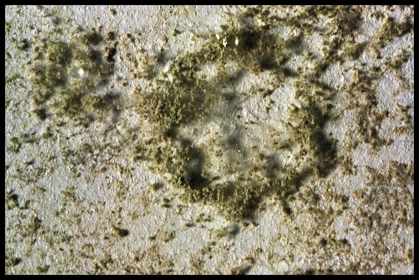 Fl&auml;che mit Schimmel