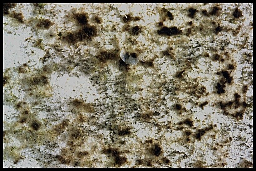 Fl&auml;che mit Schimmel