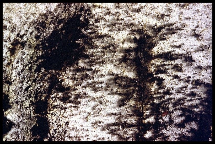 Fl&auml;che mit Schimmel