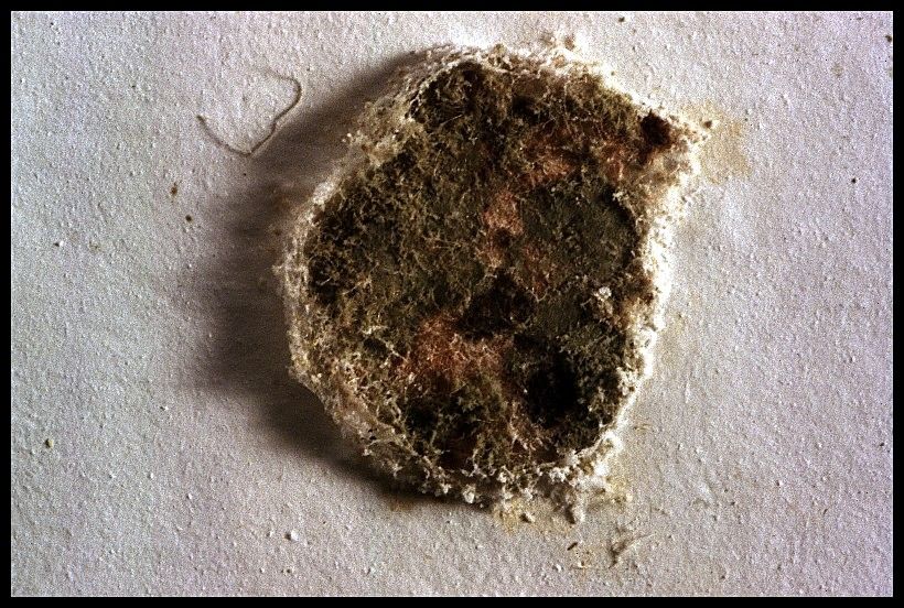 Fl&auml;che mit Schimmel