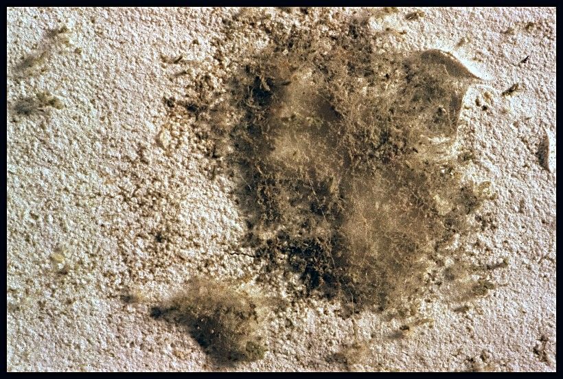 Fl&auml;che mit Schimmel