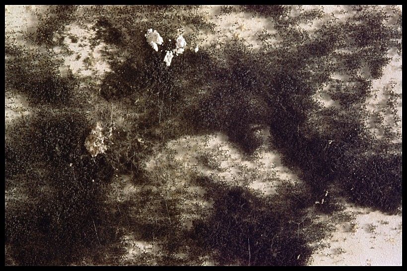 Fl&auml;che mit Schimmel