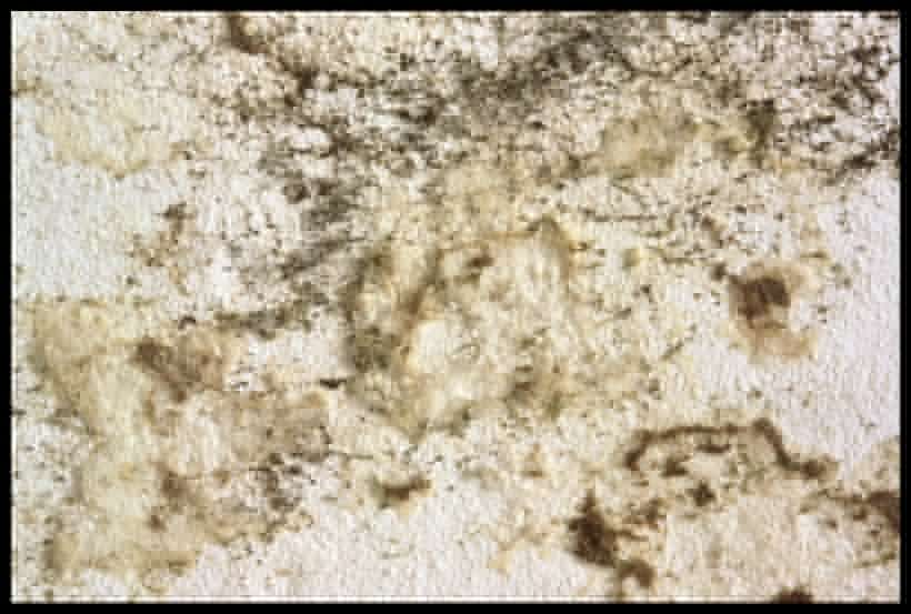 Fl&auml;che mit Schimmel