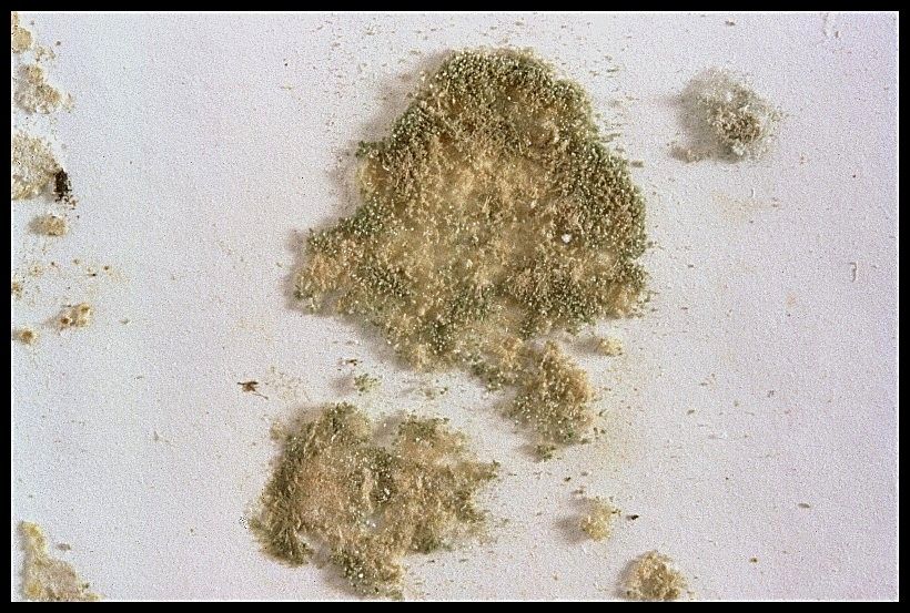 Fl&auml;che mit Schimmel