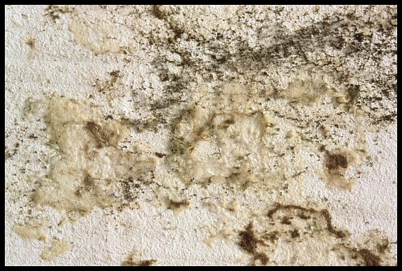 Fl&auml;che mit Schimmel